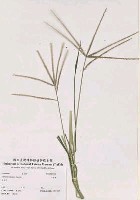 牛筋草藏品圖，第2張